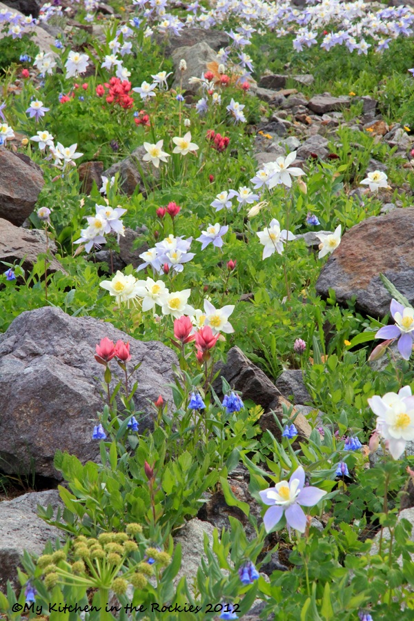 Wildflowers
