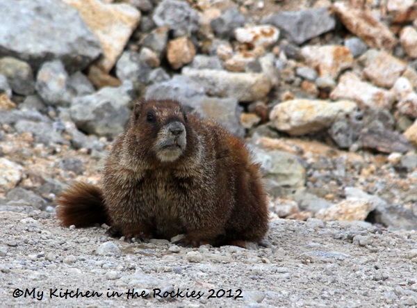 Marmot